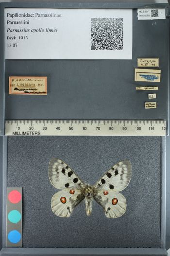 Media type: image;   Entomology 175058